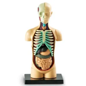 Learning Resources Build Your Own Human Body Anatomy Model