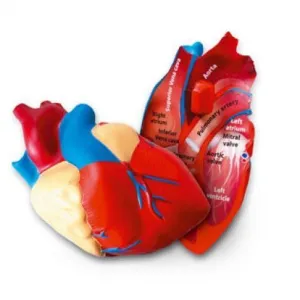 Learning Resources Soft Foam Cross-Section Heart Model